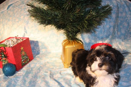 havanese-puppies